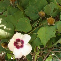 Hibiscus platanifolius (Willd.) Sweet